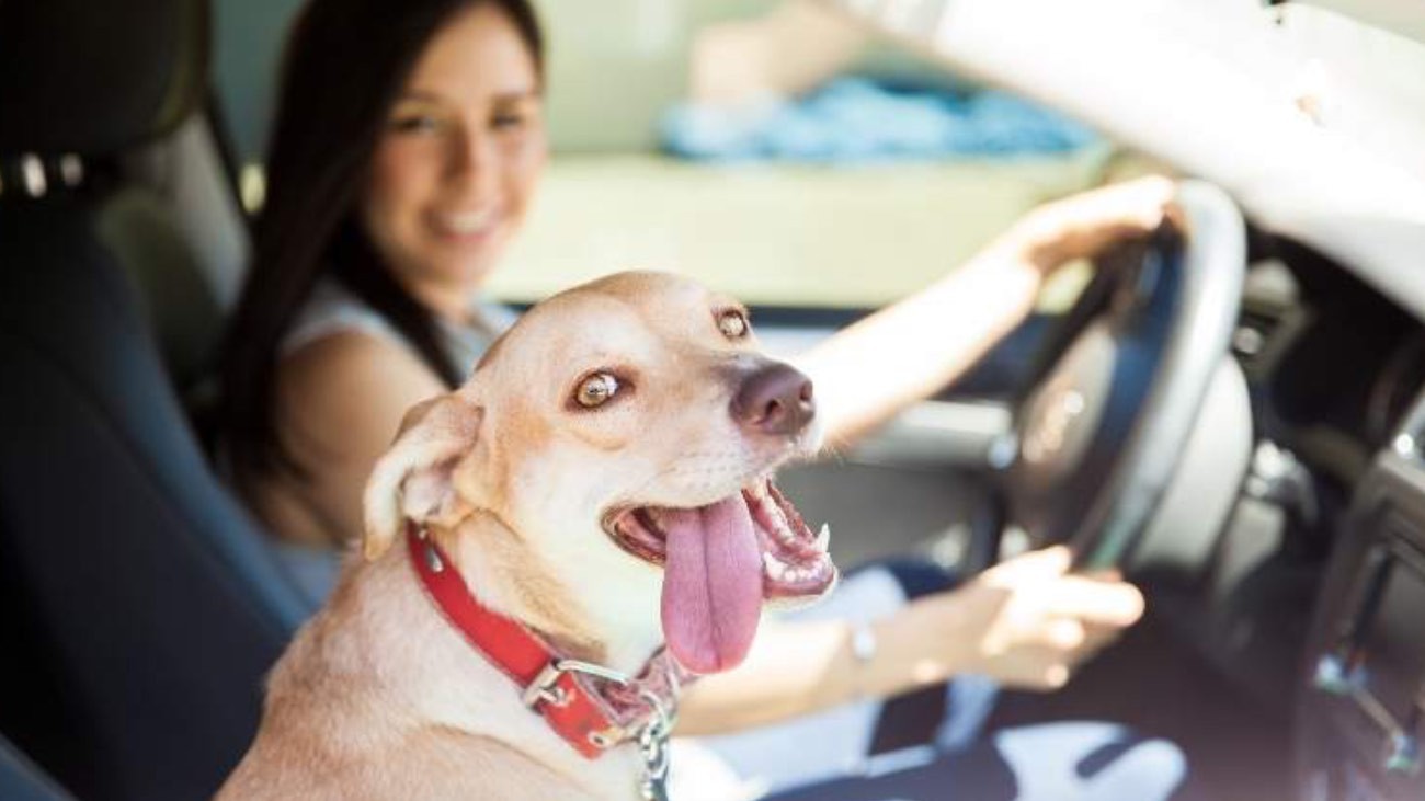 MULTA MASCOTA DGT  Así debes llevar a tu perro en el coche para evitar la  multa de 500 euros de la DGT