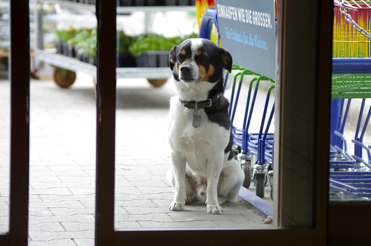 Perro ante la puerta de un supermercado