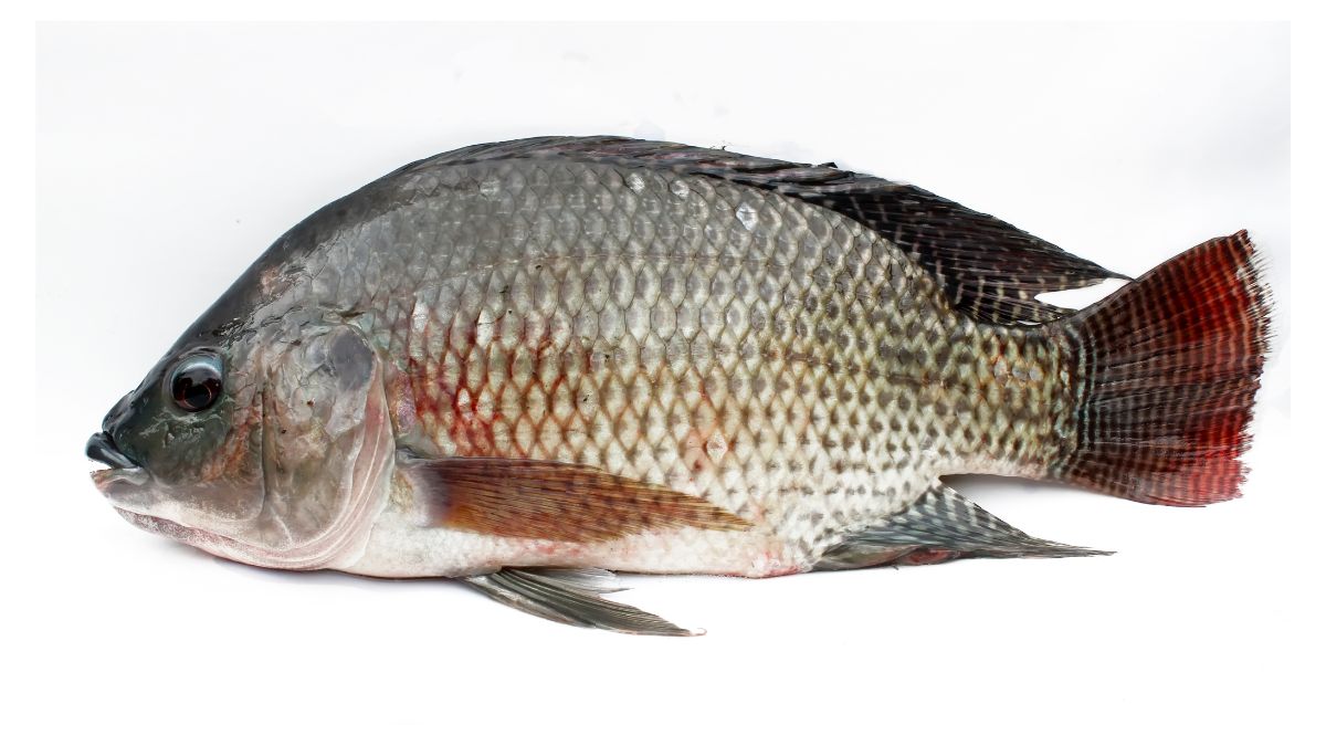 Una tilapia