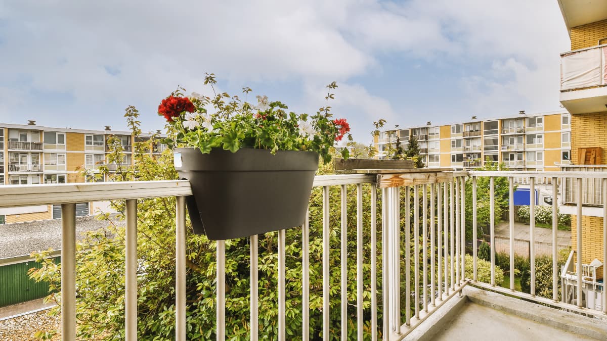 Una planta en un balcón