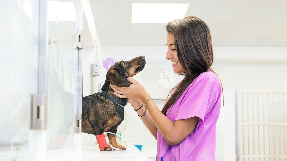 ayudante de veteninario junto a un perro