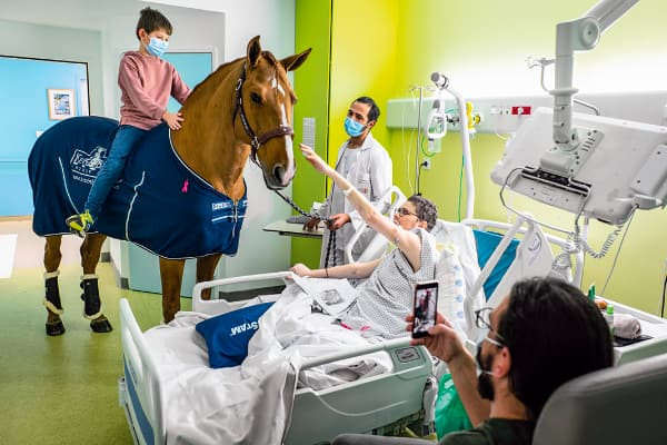 caballo peyo en el hospital