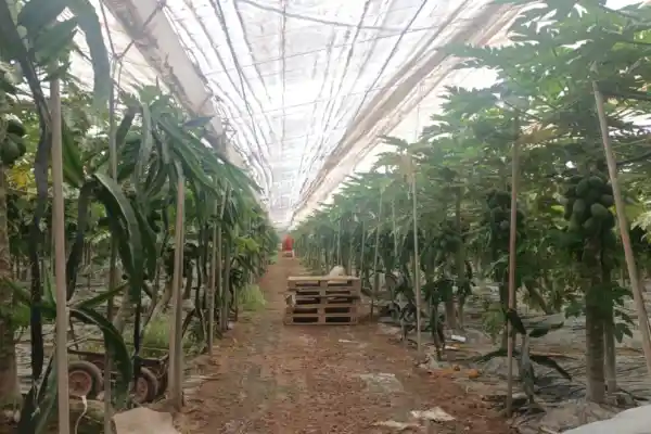 Interior de un invernadero de papaya