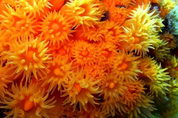 Coral naranja