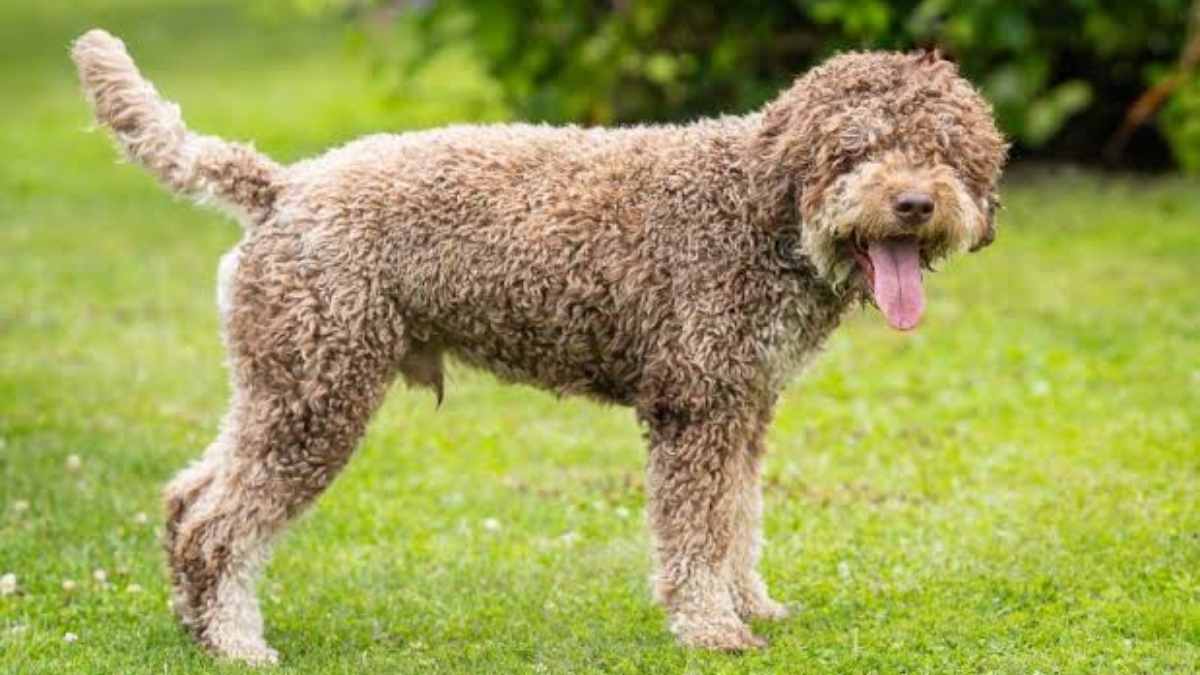 Lagotto Romagnosi