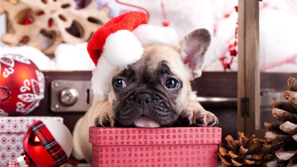 Perro disfrazado con gorro de Navidad