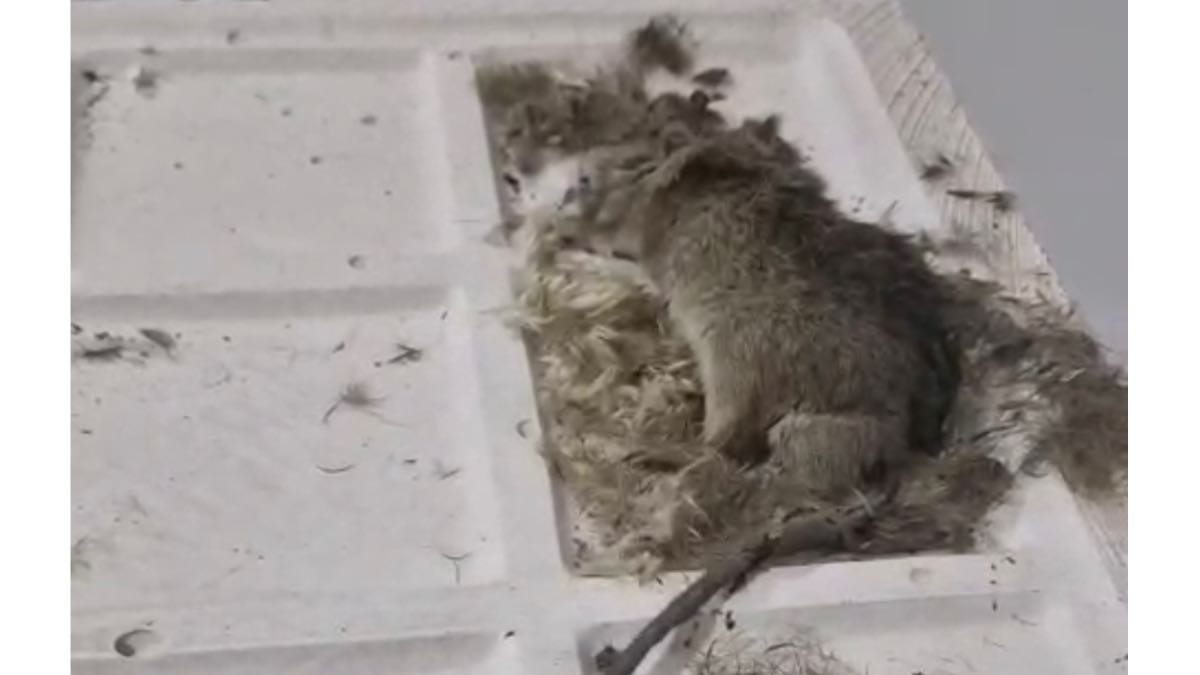 Ratas muertas en el falso techo