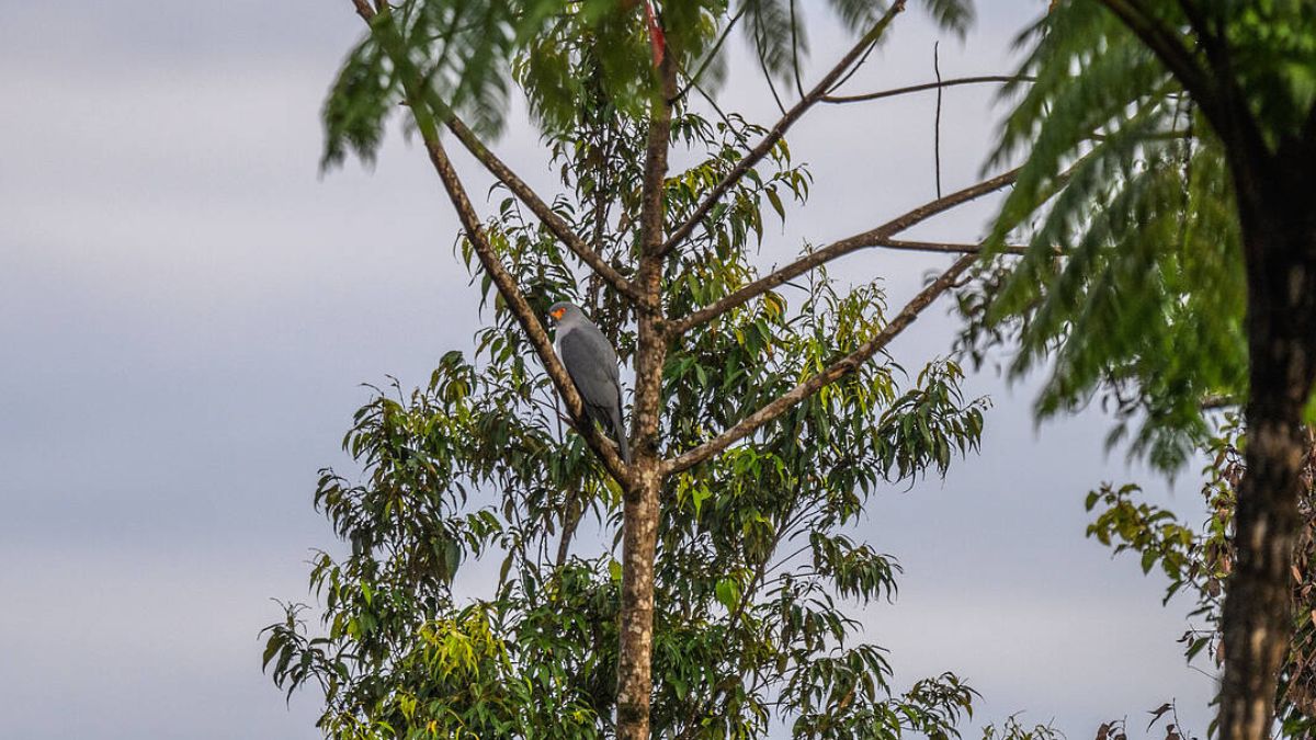 Imagen del pájaro que se ha realizado en Nueva Guinea.