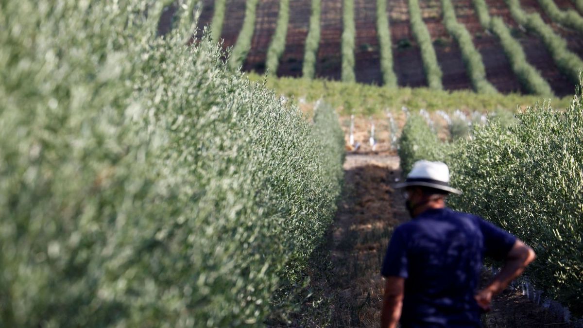 Un hombre mira los olivos.