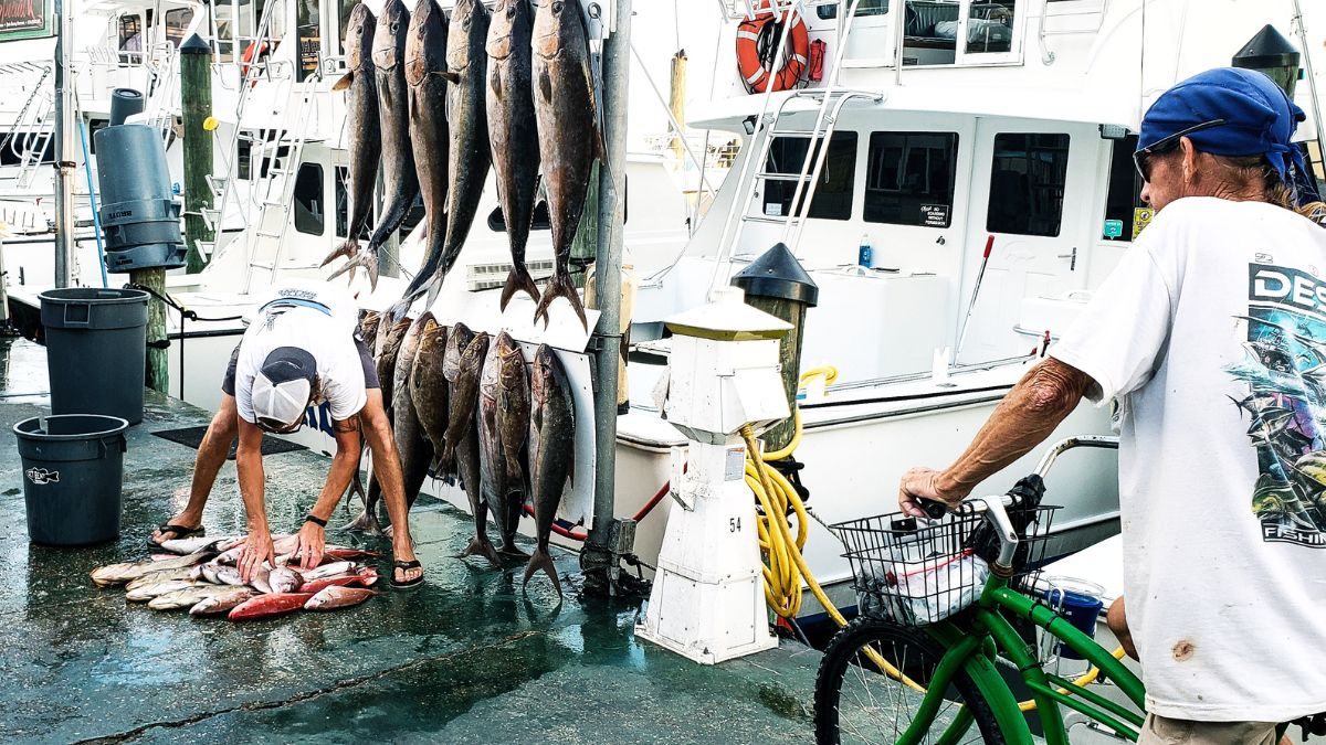 Una persona limpia pescado.