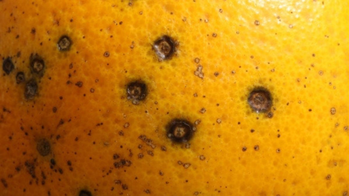 Naranja con mancha negra 