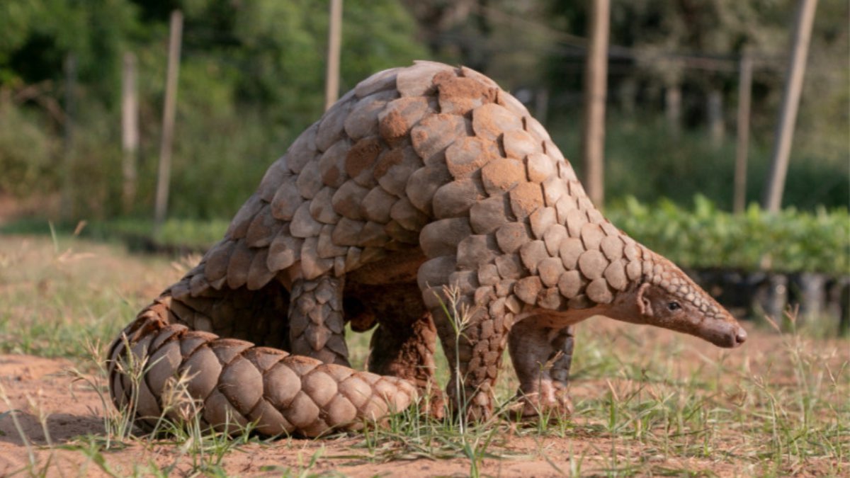 Imagen de un pangolín gigante en su hábitat natural