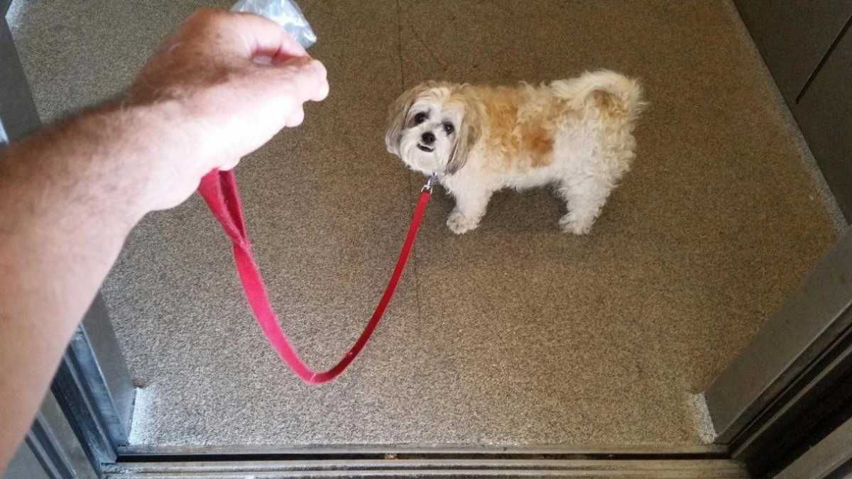 Perro en el ascensor de una comunidad de vecinos 