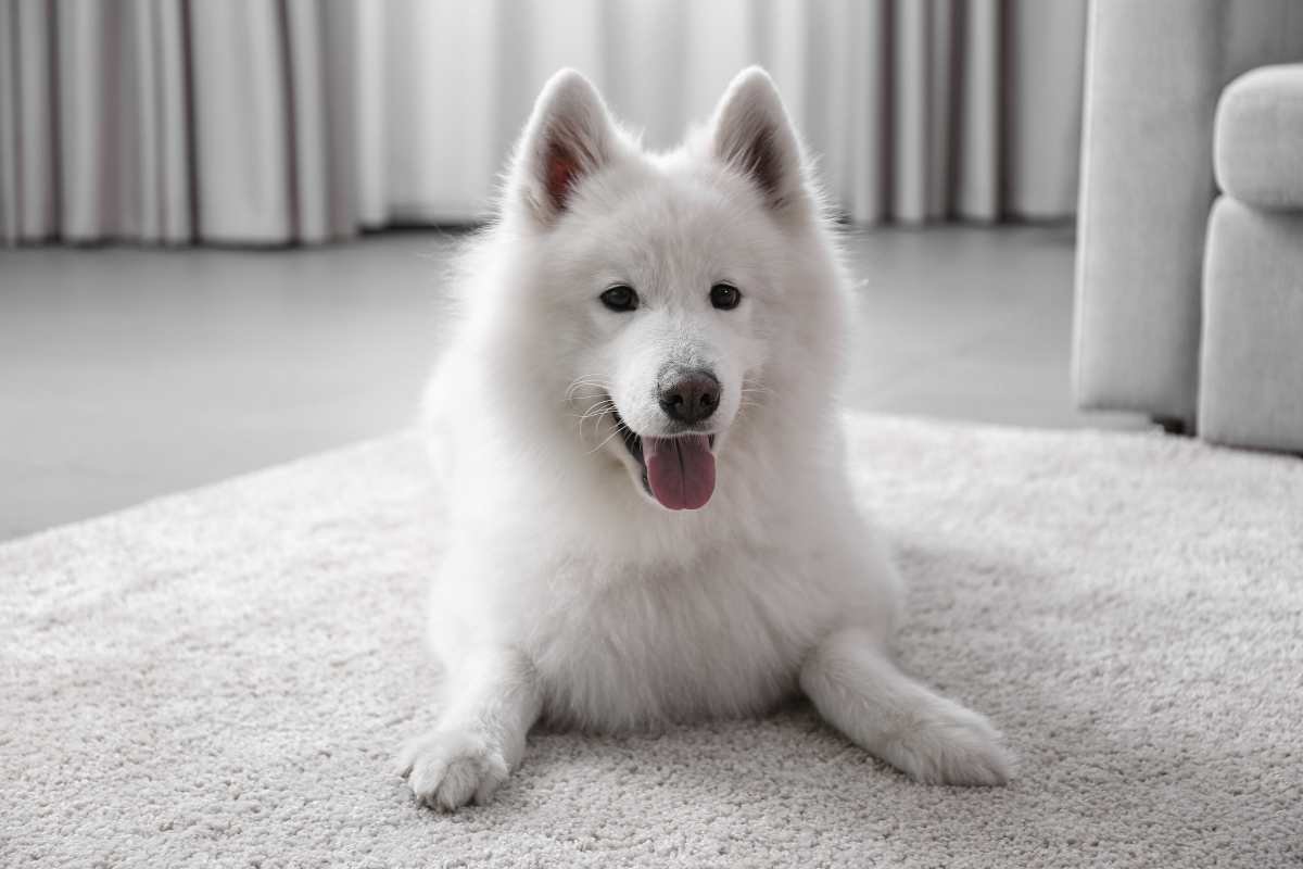 Samoyedo