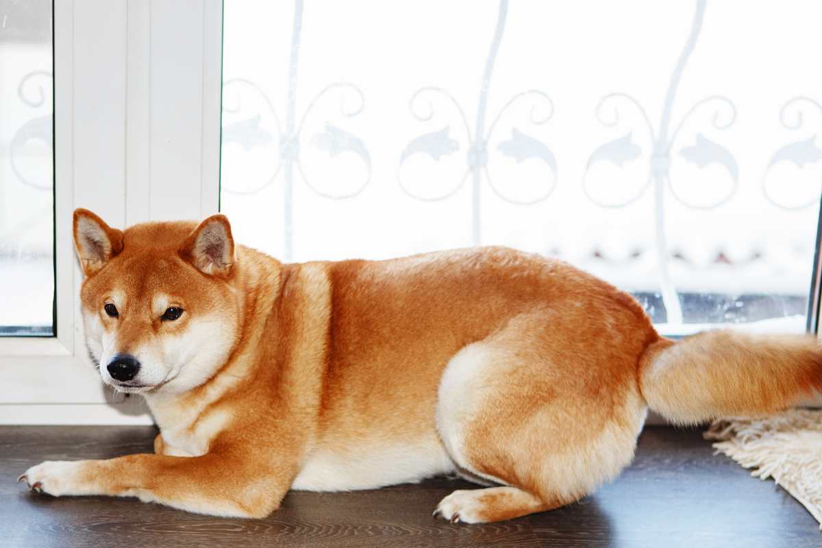 Shiba Inu 