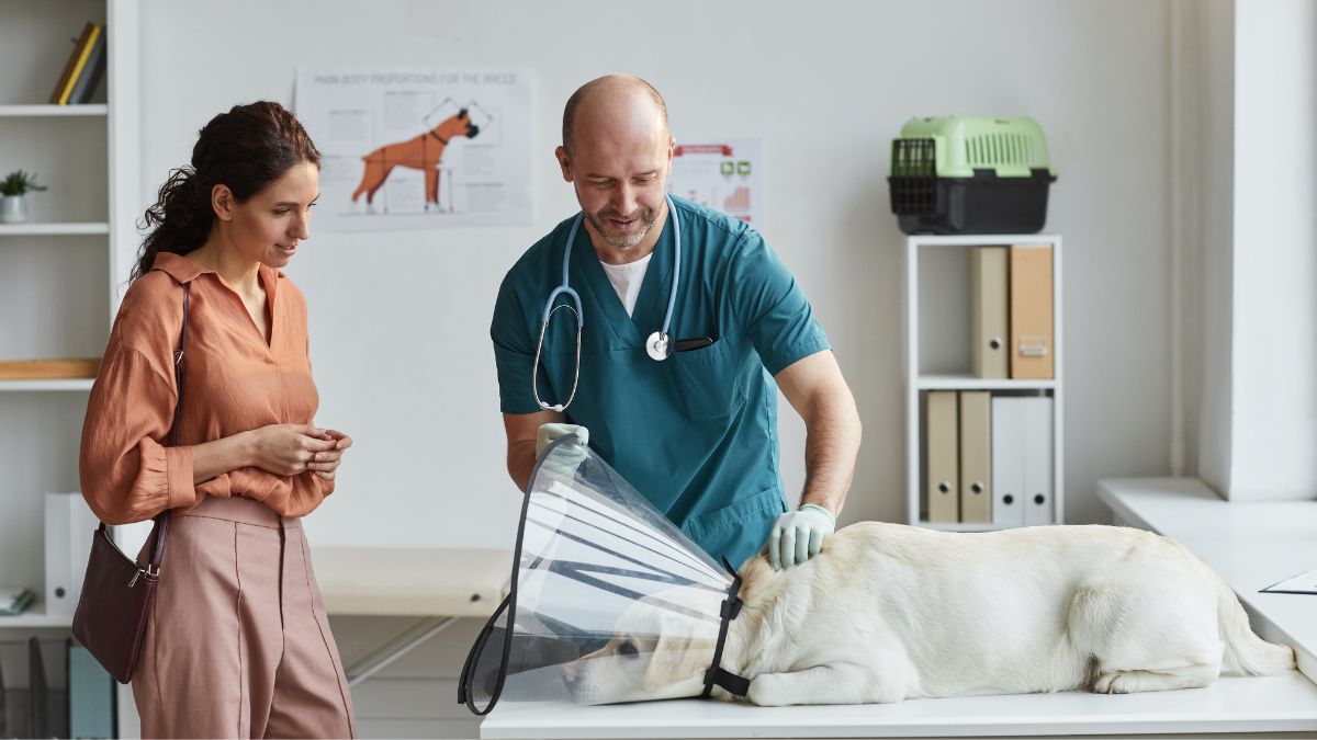 Un veterinario trabaja pasando consulta